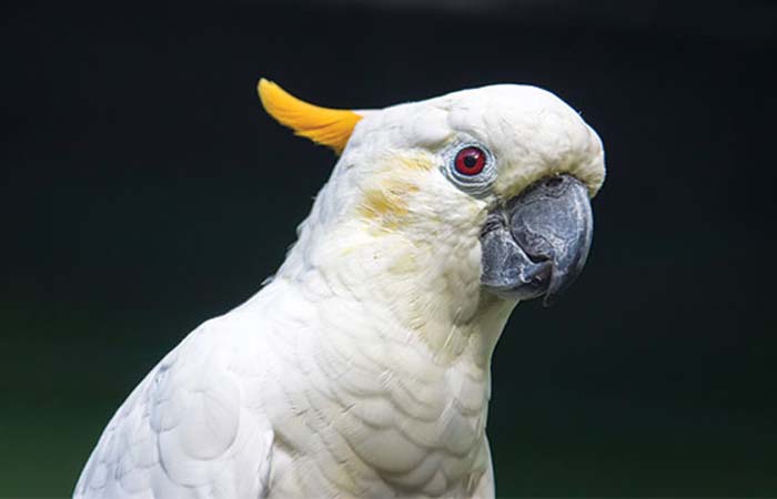 burung kakak tua jambul kuning